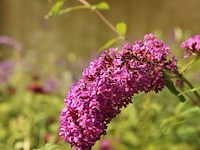 3x vlinderstruik, buddleja 'border beauty', sierheester, roze/paarse bloei, ca. 175 cm hoog - afbeelding 4 van  4