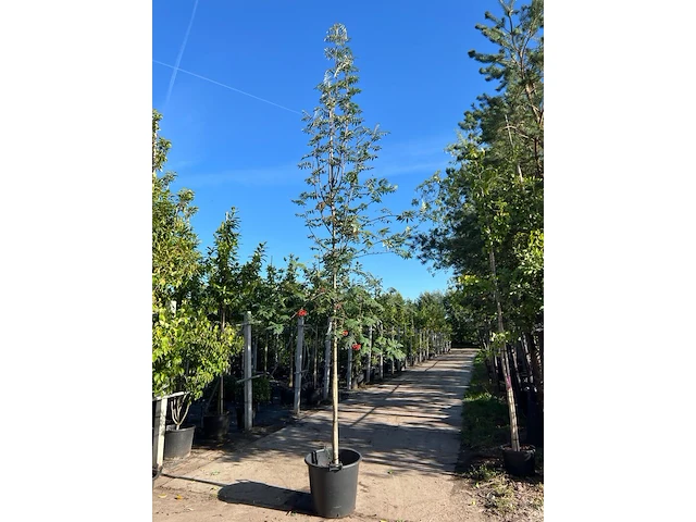 3x wilde kardinaalsmuts, euonymus europaeus, hoogstam, witte/rode bloei, ca. 3.5 m hoog - afbeelding 1 van  4