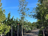 3x wilde kardinaalsmuts, euonymus europaeus, hoogstam, witte/rode bloei, ca. 3.5 m hoog