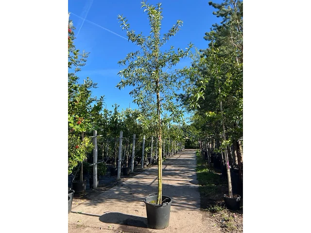 3x wilde kardinaalsmuts, euonymus europaeus, hoogstam, witte/rode bloei, ca. 3.5 m hoog - afbeelding 2 van  4
