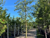 3x wilde kardinaalsmuts, euonymus europaeus, hoogstam, witte/rode bloei, ca. 3.5 m hoog - afbeelding 2 van  4