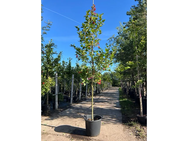 3x wilde kardinaalsmuts, euonymus europaeus, hoogstam, witte/rode bloei, ca. 3.5 m hoog - afbeelding 3 van  4