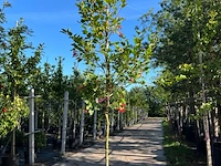 3x wilde kardinaalsmuts, euonymus europaeus, hoogstam, witte/rode bloei, ca. 3.5 m hoog - afbeelding 3 van  4
