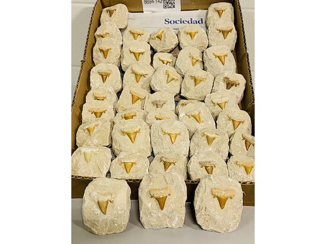 40 haaientand in matrix - afbeelding 1 van  5