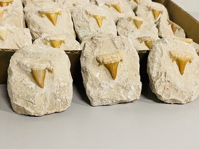 40 haaientand in matrix - afbeelding 2 van  5