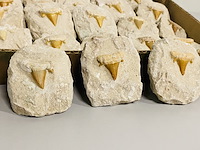 40 haaientand in matrix - afbeelding 2 van  5