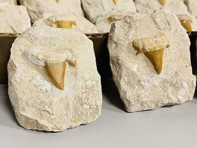 40 haaientand in matrix - afbeelding 3 van  5