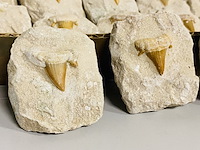 40 haaientand in matrix - afbeelding 3 van  5