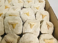 40 haaientand in matrix - afbeelding 4 van  5