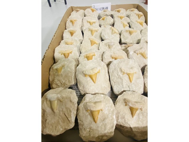 40 haaientand in matrix - afbeelding 5 van  5