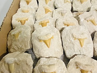 40 haaientand in matrix - afbeelding 5 van  5