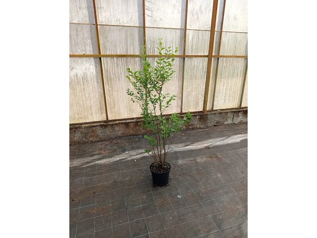 (40x) ligustrum 120-140 - afbeelding 1 van  1