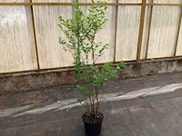 (40x) ligustrum 120-140