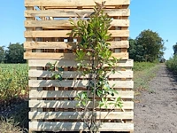(40x) photinia red robin 120-140
