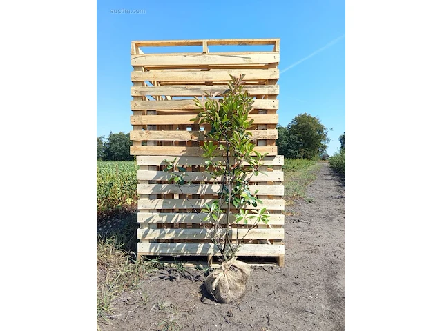 (40x) photinia red robin 120-140 - afbeelding 1 van  1