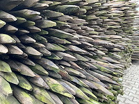 Ø 45 mm weide/tuinpalen - afbeelding 5 van  6