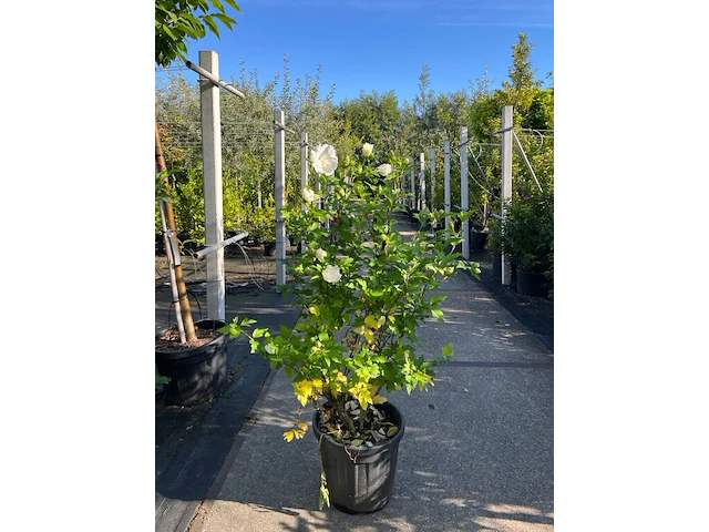 4x altheastruik, hibiscus 'lavendor chiffon' en 'white chiffon', sierheester, witte bloei, ca. 75-150 cm hoog - afbeelding 2 van  5