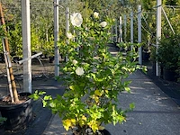 4x altheastruik, hibiscus 'lavendor chiffon' en 'white chiffon', sierheester, witte bloei, ca. 75-150 cm hoog - afbeelding 2 van  5