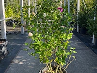 4x altheastruik, hibiscus 'lavendor chiffon' en 'white chiffon', sierheester, witte bloei, ca. 75-150 cm hoog - afbeelding 3 van  5