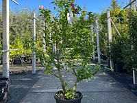 4x altheastruik, hibiscus 'lavendor chiffon' en 'white chiffon', sierheester, witte bloei, ca. 75-150 cm hoog - afbeelding 4 van  5