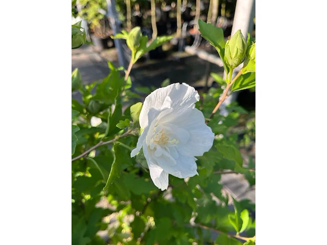 4x altheastruik, hibiscus 'lavendor chiffon' en 'white chiffon', sierheester, witte bloei, ca. 75-150 cm hoog - afbeelding 5 van  5