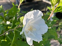 4x altheastruik, hibiscus 'lavendor chiffon' en 'white chiffon', sierheester, witte bloei, ca. 75-150 cm hoog - afbeelding 5 van  5