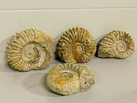 4x ammoniet ruw - afbeelding 1 van  6