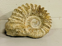 4x ammoniet ruw - afbeelding 2 van  6