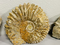 4x ammoniet ruw - afbeelding 3 van  6