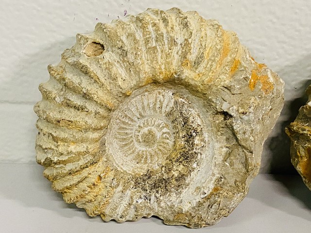 4x ammoniet ruw - afbeelding 4 van  6