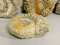 4x ammoniet ruw - afbeelding 5 van  6