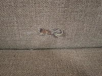 4x bank, beige / antraciet - afbeelding 6 van  6