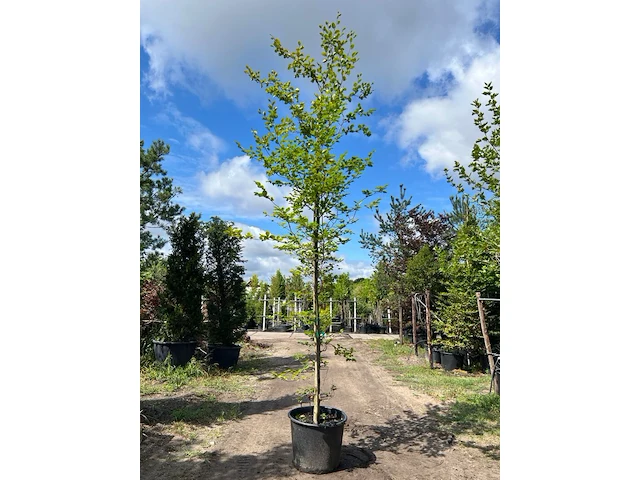 4x beuk, fagus sylvatica, geveerd, groenbladig, ca. 4-5 m hoog - afbeelding 1 van  4