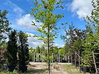 4x beuk, fagus sylvatica, geveerd, groenbladig, ca. 4-5 m hoog