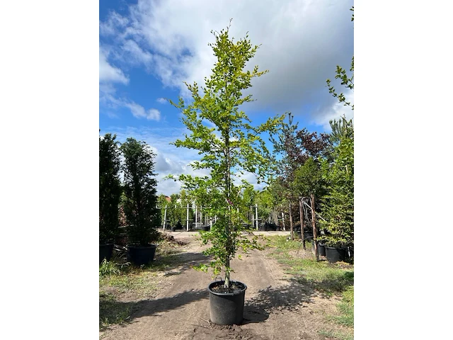 4x beuk, fagus sylvatica, geveerd, groenbladig, ca. 4-5 m hoog - afbeelding 2 van  4