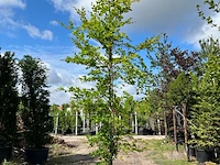 4x beuk, fagus sylvatica, geveerd, groenbladig, ca. 4-5 m hoog - afbeelding 2 van  4