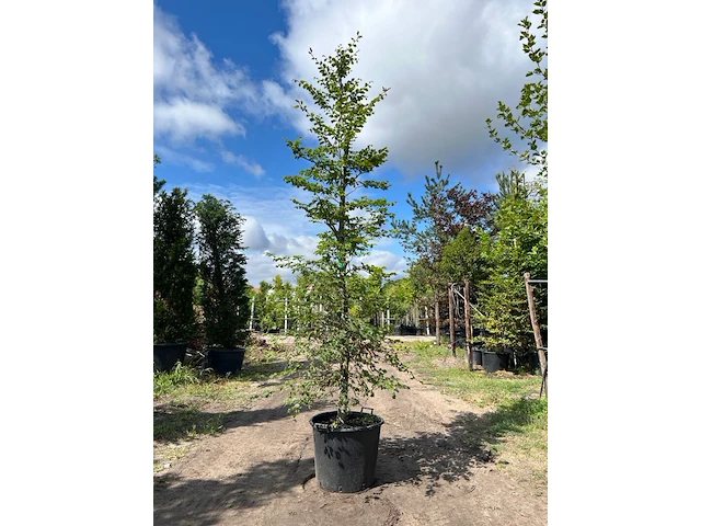 4x beuk, fagus sylvatica, geveerd, groenbladig, ca. 4-5 m hoog - afbeelding 3 van  4