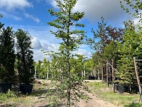 4x beuk, fagus sylvatica, geveerd, groenbladig, ca. 4-5 m hoog - afbeelding 3 van  4