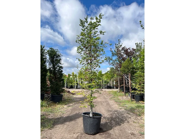 4x beuk, fagus sylvatica, geveerd, groenbladig, ca. 4-5 m hoog - afbeelding 4 van  4