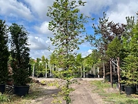 4x beuk, fagus sylvatica, geveerd, groenbladig, ca. 4-5 m hoog - afbeelding 4 van  4