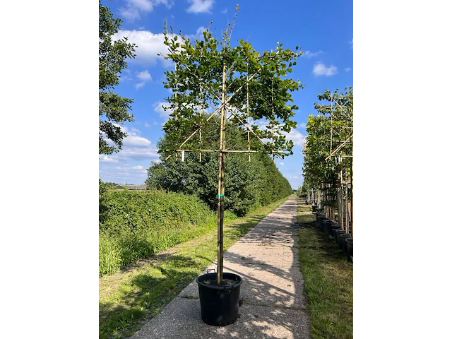 4x beuk, fagus sylvatica, leiboom, ca. 180 cm stamhoogte - afbeelding 1 van  4