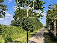 4x beuk, fagus sylvatica, leiboom, ca. 180 cm stamhoogte