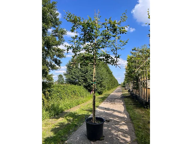 4x beuk, fagus sylvatica, leiboom, ca. 180 cm stamhoogte - afbeelding 2 van  4