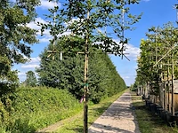 4x beuk, fagus sylvatica, leiboom, ca. 180 cm stamhoogte - afbeelding 2 van  4