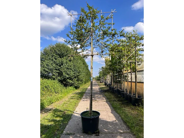 4x beuk, fagus sylvatica, leiboom, ca. 180 cm stamhoogte - afbeelding 3 van  4