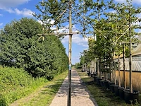 4x beuk, fagus sylvatica, leiboom, ca. 180 cm stamhoogte - afbeelding 3 van  4
