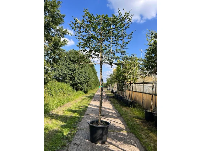 4x beuk, fagus sylvatica, leiboom, ca. 180 cm stamhoogte - afbeelding 4 van  4