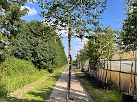 4x beuk, fagus sylvatica, leiboom, ca. 180 cm stamhoogte - afbeelding 4 van  4