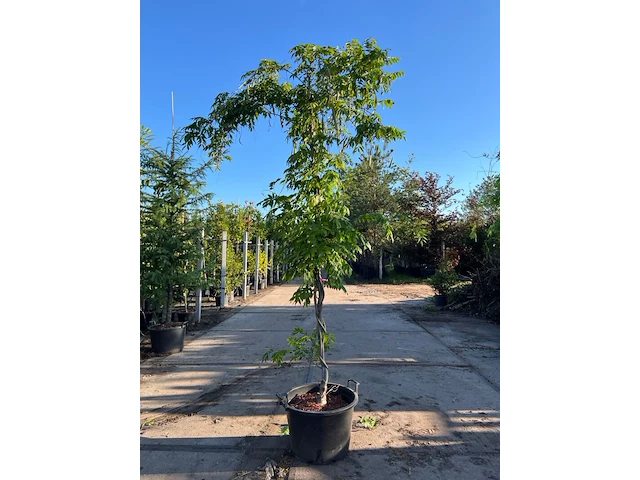 4x blauweregen, wisteria 'prolific', klimplant, blauwe bloei, ca. 2.5-3 m hoog - afbeelding 1 van  5