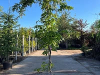 4x blauweregen, wisteria 'prolific', klimplant, blauwe bloei, ca. 2.5-3 m hoog